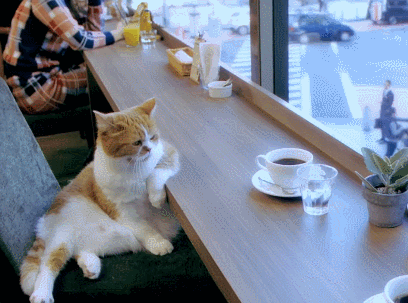 A cat in a cafe