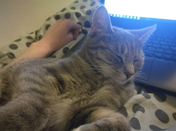 tiara laying on my lap while i'm on my laptop